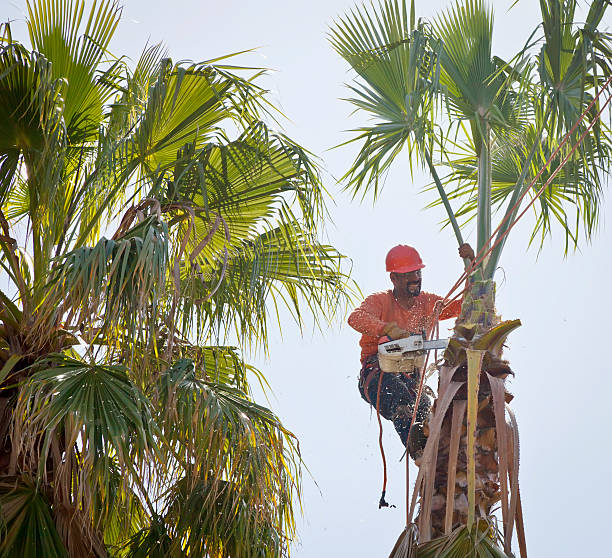 Tree Health Inspection in Campbellsburg, KY